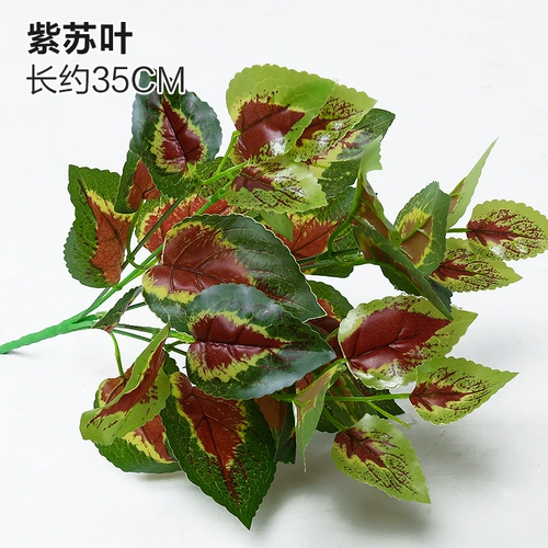 Зеленое растение Стенка Стены Растение настенные лужайки