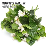 Зеленое растение Стенка Стены Растение настенные лужайки