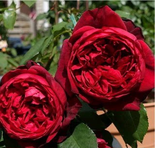 Admiral rose has strong fragrance and high disease resistance. Dantao rose is red. Matched version. Cutting seedlings.