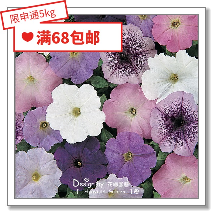 Flower edge pickles Imported flower seeds * Pan-American * Petunia * Carpet series 10 pills