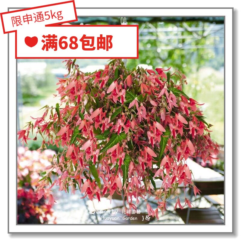 Flower-edge pickles imported flower seeds * German Benary * Bolivian seatang 5 pellets