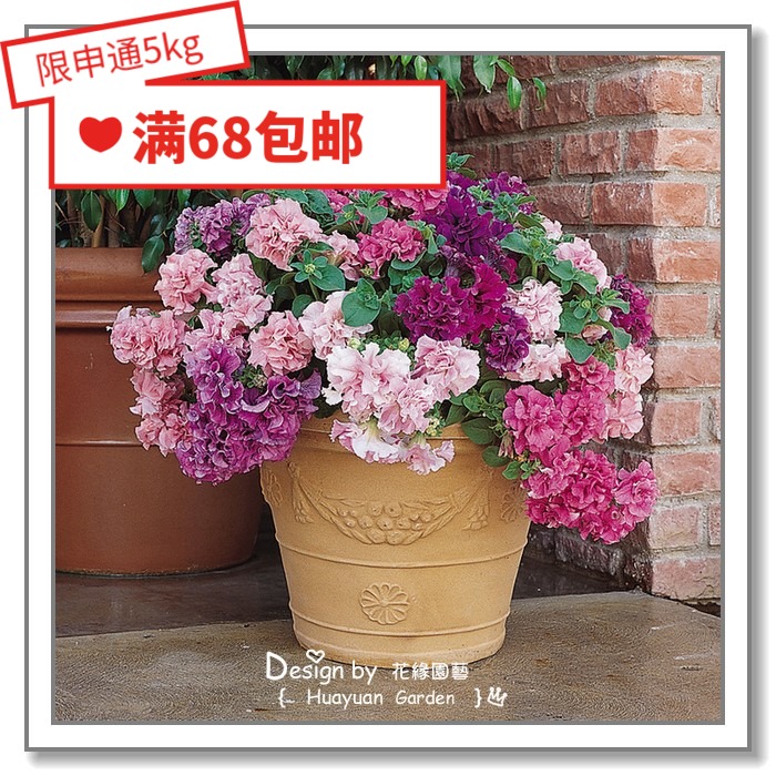 Flower edge pickle imported flower seeds * Pan-American*Double Petunia*Double Waterfall 10 pieces partially marinated