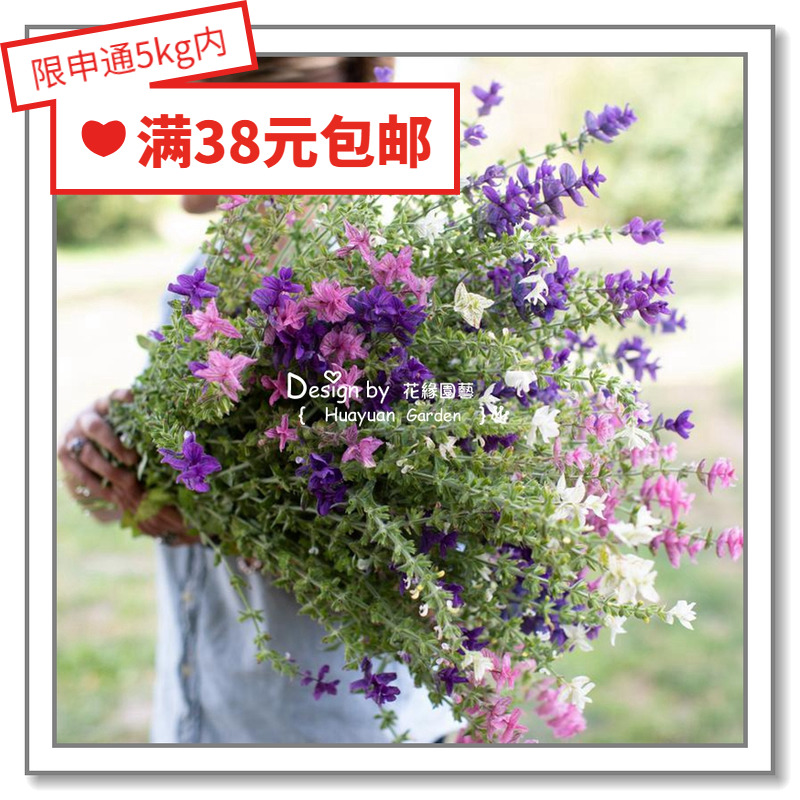 Huayuan Pickles Imported Vanilla Seeds * Pan American * British TM * Sage Aroma 5-10 Capsules - Taobao