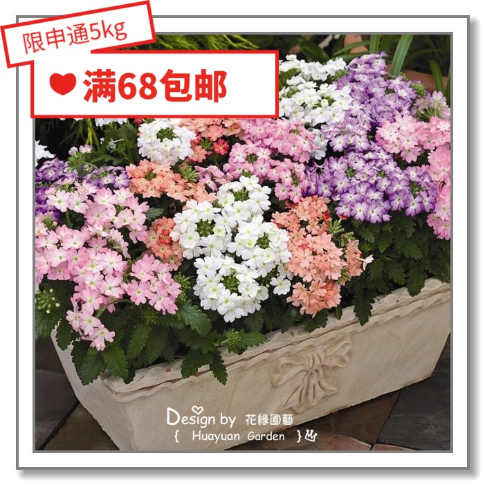Flower edge pickle imported flower seeds * Dutch SG * Beauty cherry * Tuscan series 10 pieces