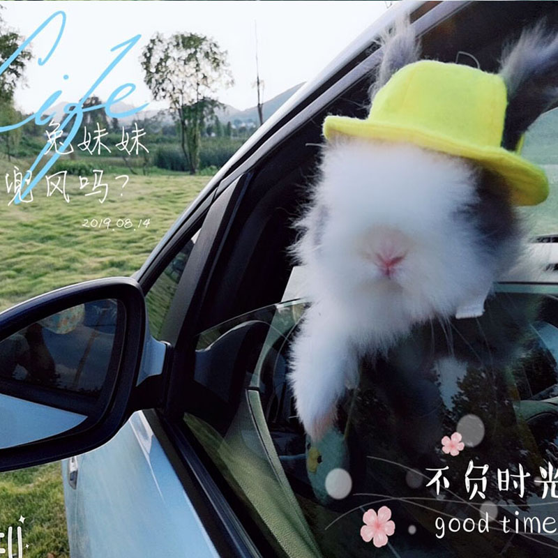 Pet Rabbit Living Pituitary Ear Rabbit Lid Face Cat Cat Rabbit Pure Breezid not Mini dwarf Tea Cup Rabbit living Things Imports