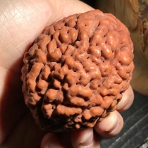 Three Petals Brain Ripples Emmex Meat Dragon Vein Hygienist Handball Massage Balls for older people Muscle Relaxation Without Teeth High Density