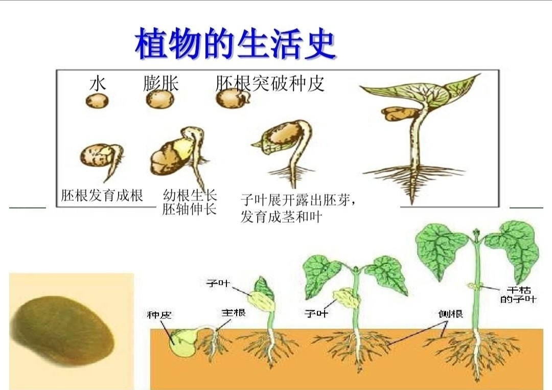 花菜树的LOGO