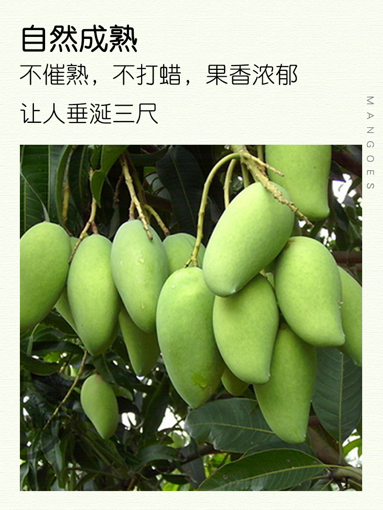 我们买过 超甜又便宜的巨无霸越南大青芒 净重8斤 单果500-1000g 图21
