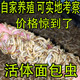 Breadworm live mealworm live insect parrot fish turtle arowana thrush bird stone frog feed