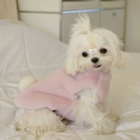 Розовый кролик