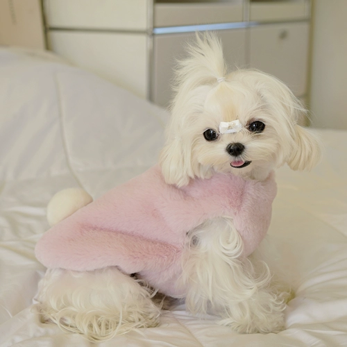 Боуу, посмотри!Это маленький кролик!Зимний мальз, Йорк Лето, гуще, чем одежда для собак с медведем.