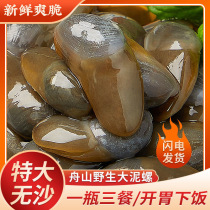 (index finger size) mud snail drunk mud snail ready-to-eat canned sand-free raw pickled Zhoushan seafood Ningbo special yellow mud snail