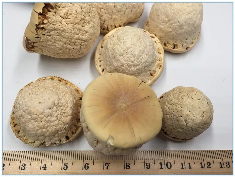 Fengliu fruit traditional Chinese medicine turtle throwing seeds men's wine bubble Tianzhu grain Fengliu fruit 500g 2kg