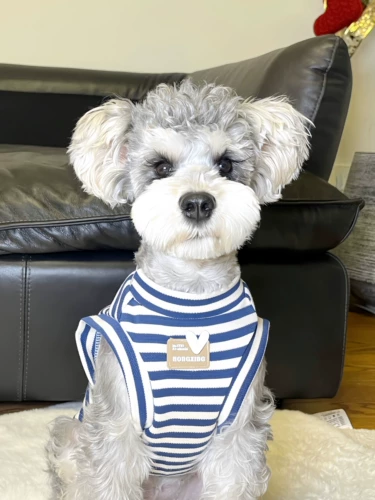 Домашние кошки и собачья одежда в летнем чистое хлопковое черно -белое полосатое жилетки.