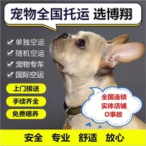 Chengdu Pet Consignment Service Transport Mailing Kitty Dogs Express Air Charge DAffaires Random Formalities Aviation Sichuan