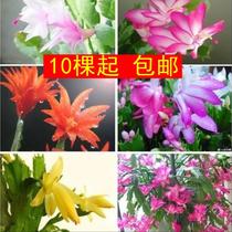 Yongfu Ten Li Huajie Flower Street Crab Claw Seedling Indoor Green Planting Potted Seedlings Flower with Roots Bracts Flowering in the Year