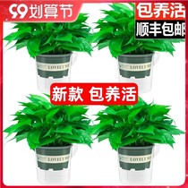 Green Luo potted indoor office plant hanging orchid long vine hanging green basket green planting to absorb formaldehyde to purify the air