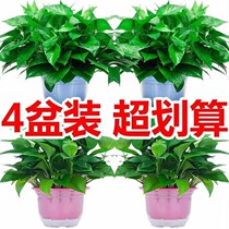 Green potted indoor good living room suction formaldehyde green plant flower hydroponic plant big leaf long Vine Green basket