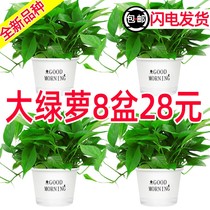 Green potted flowers and plants indoor absorption and removal of formaldehyde purification air long vine hanging langlan large green basket hydroponic green plant