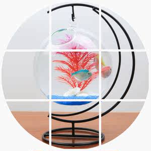 【迷你斗鱼缸图片】迷你斗鱼缸图片大全