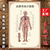 Schematic Diagram of the Vascular System, Human Internal Organs Anatomy Poster, Whole Body Circulation and Endocrine System, Hospital Promotional Display Board Poster