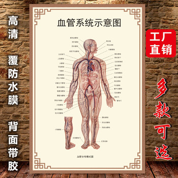 Schematic Diagram of the Circulatory System, Human Internal Organs Anatomy Wall Chart, Whole Body Circulation, Endocrine System, Hospital Promotional Display Board Poster