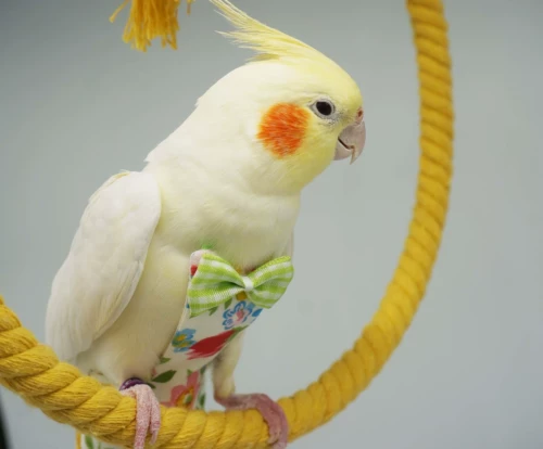 Дерьмовые места с мочой без влажных птиц летают с летающими птицами