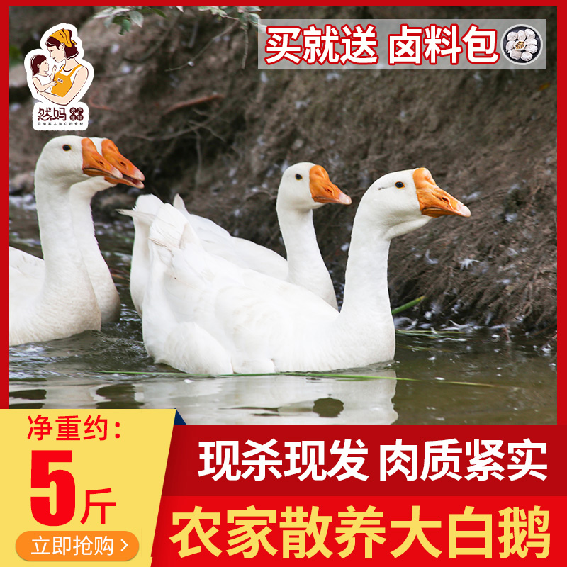 Farmers scatter fresh large white goose meat live to kill non - northeast fool goose about 5 pounds of meat fragrance