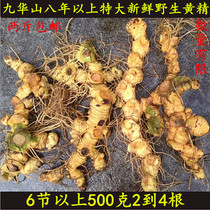  Jiuhuashan wild fresh yellow essence is now dug up and sold to the root premium grade for more than 8 years raw 500 grams of ginger type 2 kg