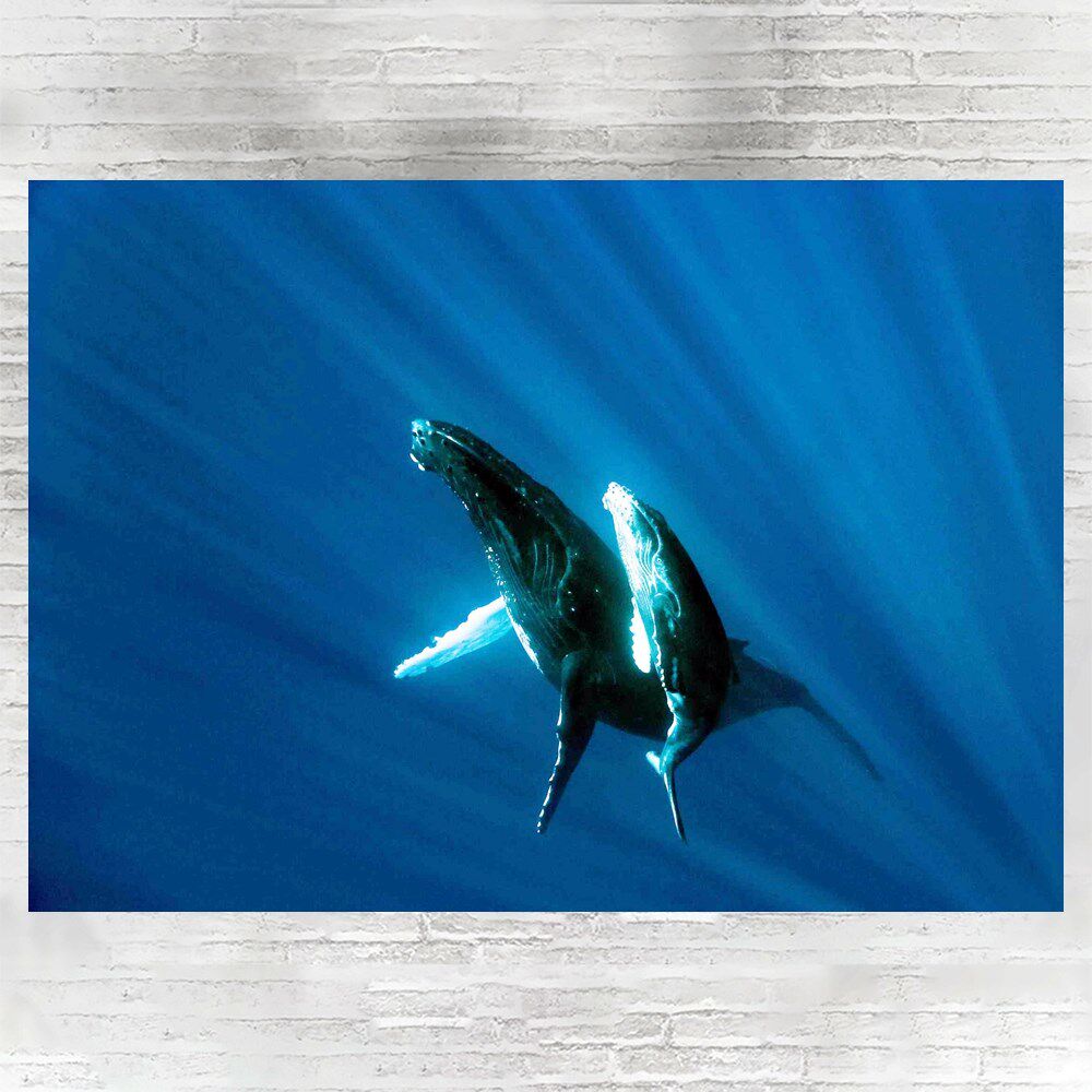 Marine poster High definition A3-phase paper double-sided waterproof decorative painting a1a55a06