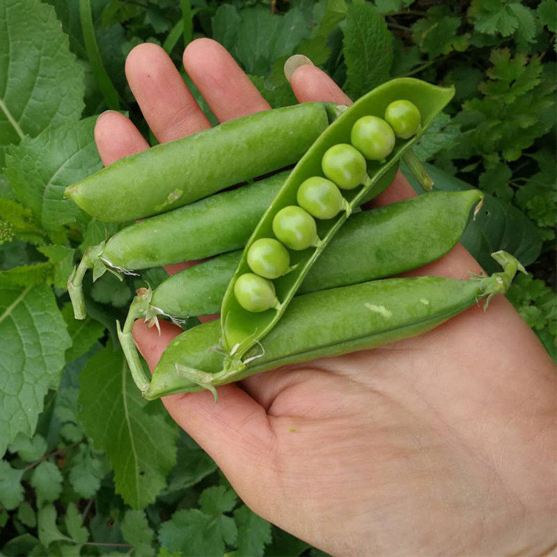 豌豆荚蔬菜,豌豆荚,豌豆荚花_文秘苑图库