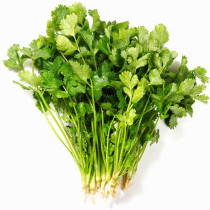 Old varieties of coriander seeds are resistant to heat and cold. Spring summer autumn and winter.