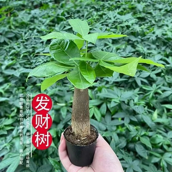 Money tree potted indoor green plants | Thousands of people purchased more
