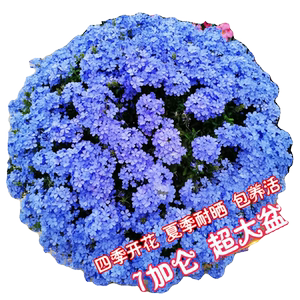 蓝雪花盆栽耐晒阳台花卉庭院花园爬藤植物耐寒四季开花大苗带花苞
