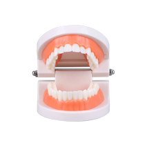 Teeth modèle Maternelle à dents brossage de dents 1 fois faux enfant dentaire bébé enseignement oral accessoires de carie maison