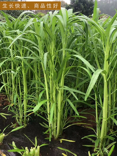 Семена водяного шпината с тремя вилками, семена зеленого четырехсезонного рапса, листья ивы, семена крупнолистных, овощи в горшках, стручковый перец, быстрорастущие тыквы.