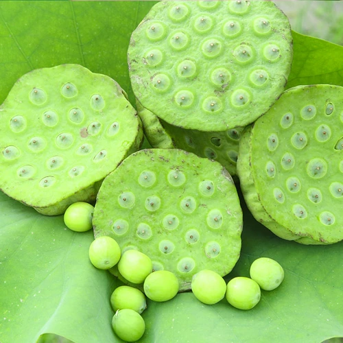 Хунань Сянгтан Fresh Lotus Film выбирает и ест сладкие и нежные семена лотоса натуральные фрукты.