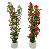 Розовый цветок Мяо Тэн В этом сезоне