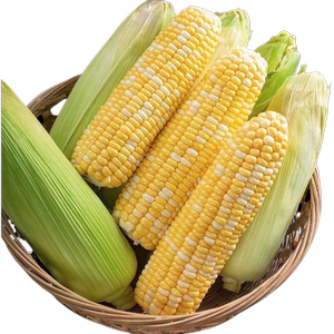 云南金银水果玉米9斤新鲜甜玉米3/5斤开袋即食生吃爆浆轻食整箱b