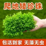 На переднем плане трава ползает