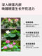 碗莲营养液专用水溶肥水培睡莲通用肥料治慢开花植物黄叶烂根净水