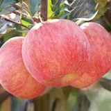 [Ганданическое сердце] Шаньси скала сахар Сердце красное яблочное яблоко фрукты свежие свежие плазмы хрустящие сладкие коробки оптом бесплатная доставка