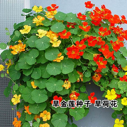 Роль Золото Семена семян лотоса сезон сезон четыре сезона сеять цветочные семена поднимают виноградные цветочные семена