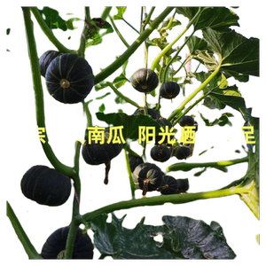 正宗山东板栗南瓜板栗味老南瓜香甜粉糯孕妇宝贝辅食南瓜全场包邮