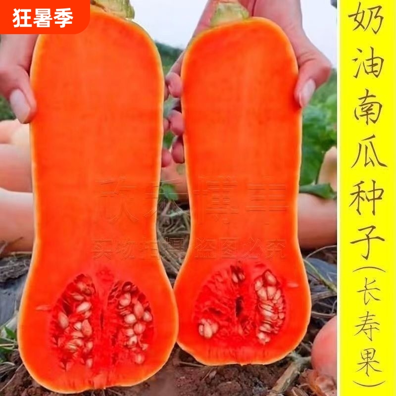 Spring and Autumn Sweet Glutinous Taro and Honey Pumpkins: a Complete Collection of Authentic Cream Pumpkins Seeds for Year-Round Planting