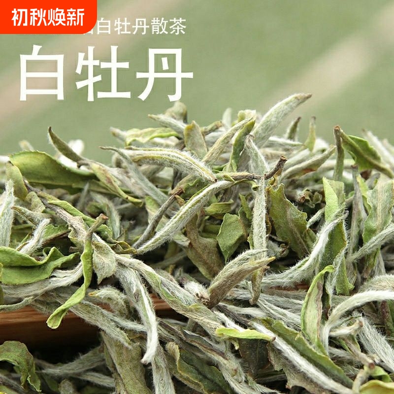 Fuding Old White Tea 2026 White Peony Loose and Bagged High Mountain Tea 100g 500g Grade One Floral Fragrance Handmade Fuding Old White Tea 2026 White Peony Loose and Bagged High Mountain Tea 100g 500g Grade One Floral Fragrance Handmade