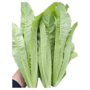 四季油麦菜种子春秋青菜阳台盆栽香菜小葱萝卜辣椒种子贝贝奶油