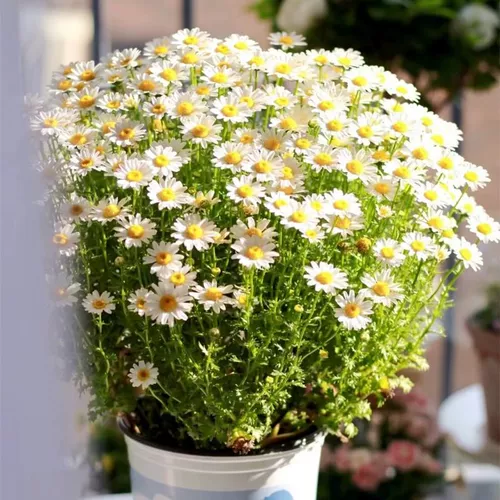 Небольшие семена ромашки сеют цветы текущие цветы в горшках и цветах семена, цветочные семена белый кристалл Хризантема двор для тяжелых лепестков