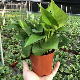 Pothos potted plants purify the air | thousands of items sold in 7 days