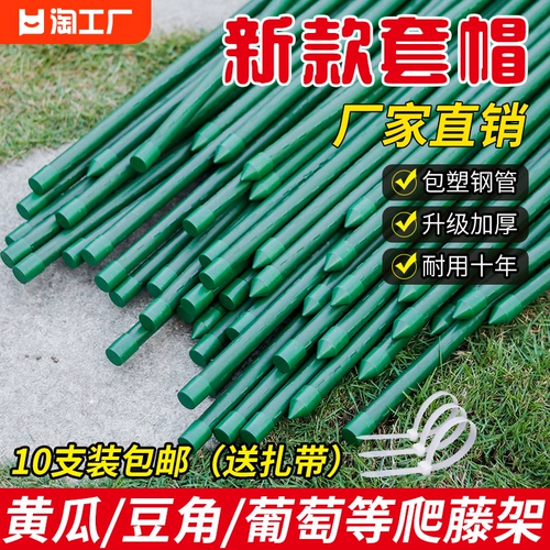 Двухнористые бобовые угловые угла